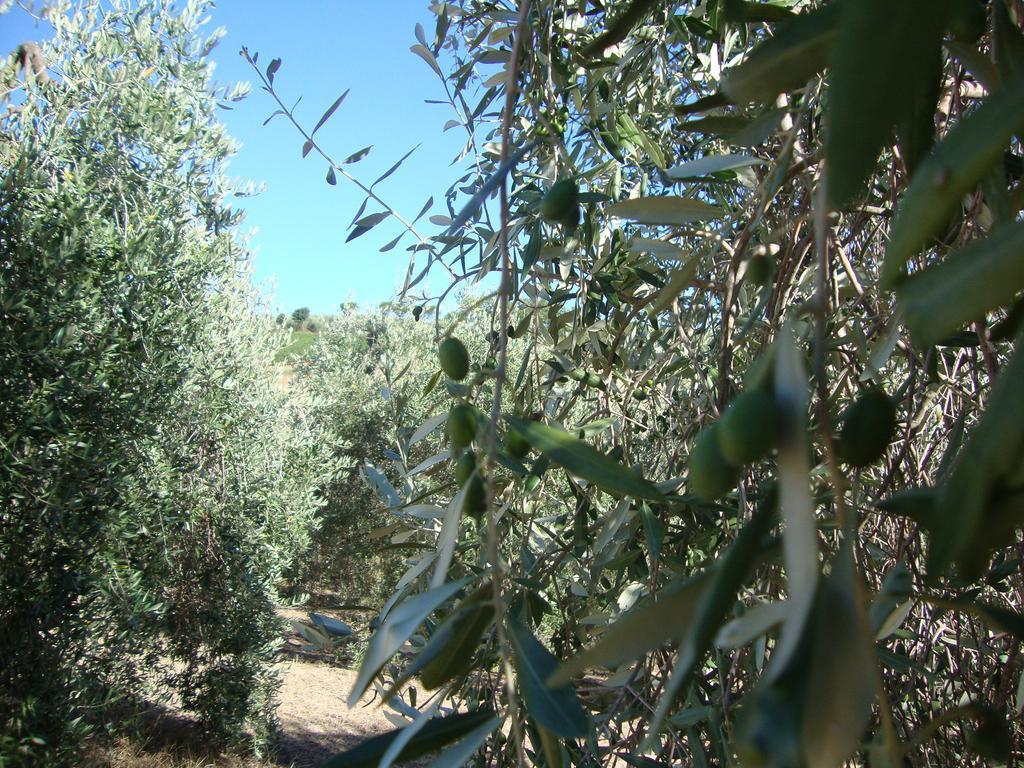 Agriturismo Podere Selvette Campagnatico المظهر الخارجي الصورة